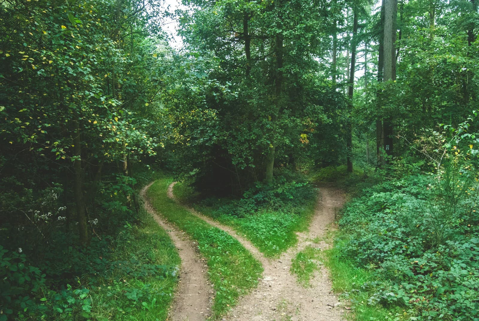 A dirt path splitting into two tracks through a green forest, one bending left and one right