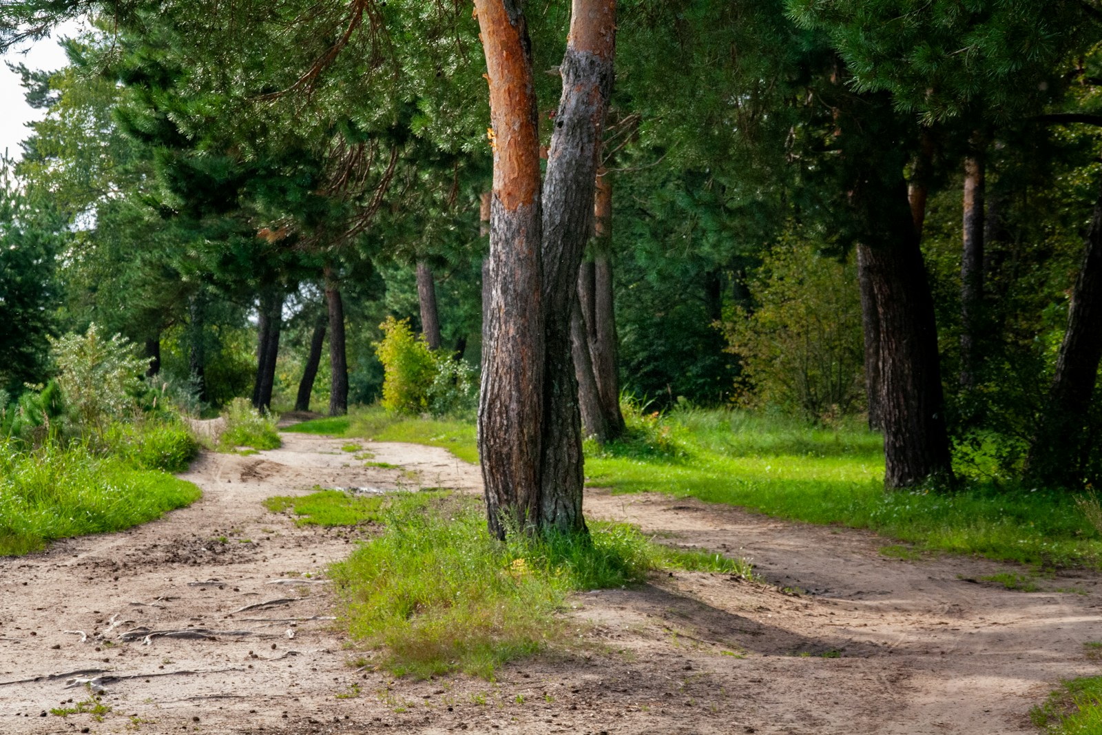 A sandy forest path splits into two tracks around a pair of pine trunks on a sunny day